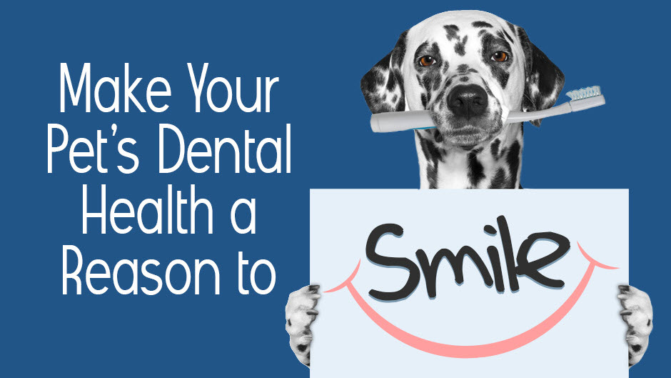 Pet Dental Health